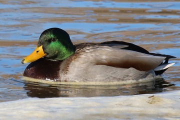 duck in the water