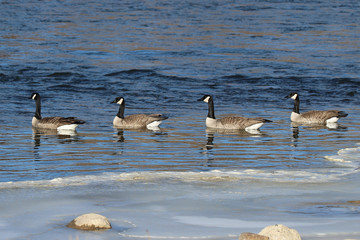 Fototapeta premium geese swimming in cold river water