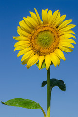Naklejka premium Sunflower against blue sky.