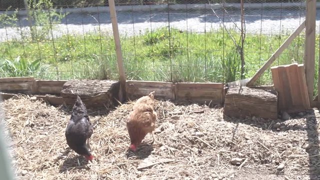 Poules
