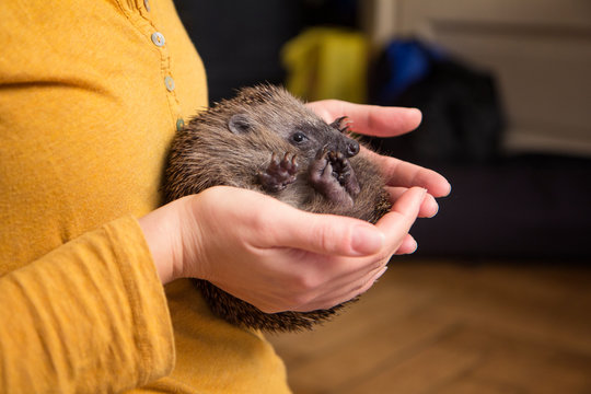 Woman's hands holding rolled up hedgehog