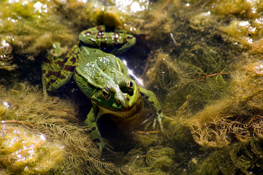 Pool frog, Rana esculenta