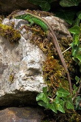 Fototapeta na wymiar Lacerta agilis; male sand lizard basking on rock wall, Swiss Alps