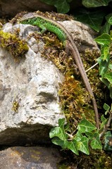 Lacerta agilis; male sand lizard basking on rock wall, Swiss Alps