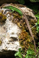 Lacerta agilis; male sand lizard basking on rock wall, Swiss Alps