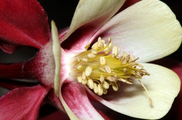 Fototapeta na wymiar Heart of bicoloured Aquilegia cultivar in closeup