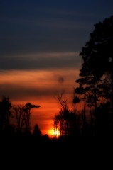 Zimowy zachód słońca w lesie