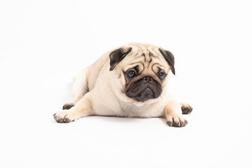 Cute pet dog pug breed lying and smile with happiness feeling so funny and making serious face isolated on white background,Healthy Purebred Dog Concept