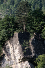 Pine and Strata, Flums, Swiss Alps