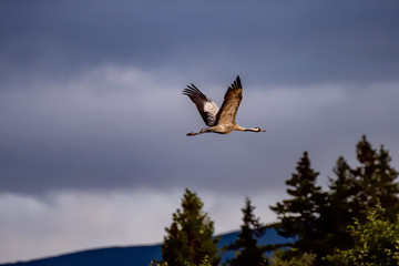Sandhill Cranes In Flight