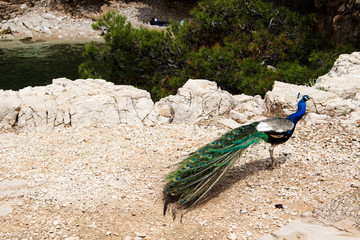peacock on a rock - 238557422