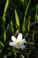 Anemone nemorosa; wood anemone in sunshine, Swiss Alps
