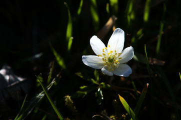 Anemone nemorosa; wood anemone in sunshine, Swiss Alps