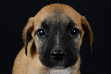 Obraz premium Dog pet book