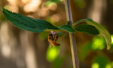 Bee on leaf