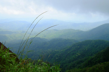 Top of green grass waving on the high mountain with background of natural hills on cloudy and windy day