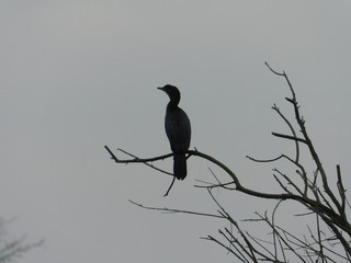 cormorano sull'albero