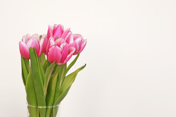 Bunch of pink tulips on white background with copyspace for your text