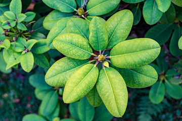 green leaves of a rhododendron