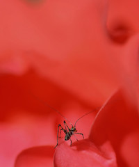 little cricket over the red poppy petal 