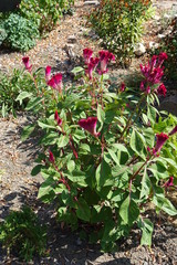 Bright pink flower heads of Celosia cristata