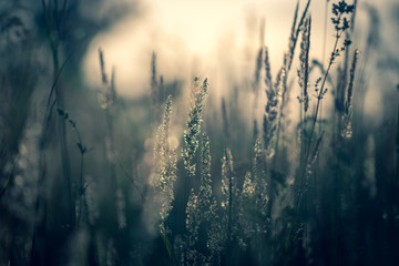 Feather grass in the field at summer sunset