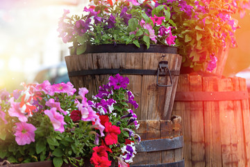 Fototapeta na wymiar Colorful geranium in the garden wooden barrels and buckets