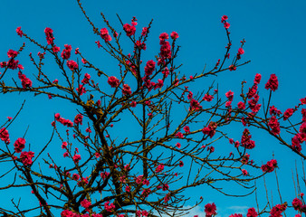 galho de flores de cerejeira em  fundo claro de céu azul, alta resolução em cores
