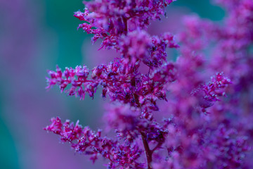 Purple garden flowers with the blurred background