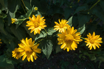 Bunch of bright yellow flowers of Heliopsis helianthoides
