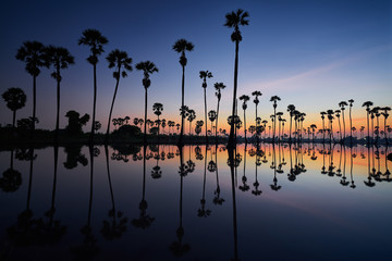 landscape of sugar palm trees on sunrise skyline and mirror on water