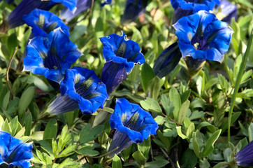 Gentiana acaulis; stemless gentian in the Swiss alps near Sargans