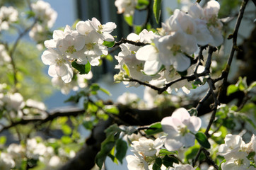 Apple blossom in Swiss village of Berschis
