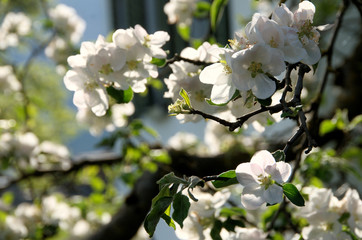 Apple blossom in Swiss village of Berschis