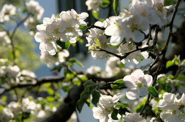 Apple blossom in Swiss village of Berschis