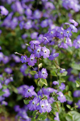 Forget me not in sunlight