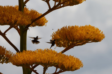 Kolibry na kwiatach © Miroslaw