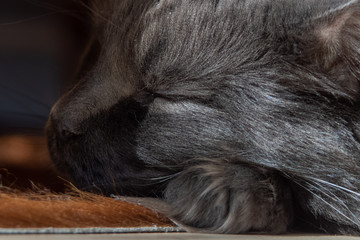 Maine Coon