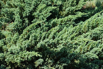 Branches of Juniperus squamata in mid July