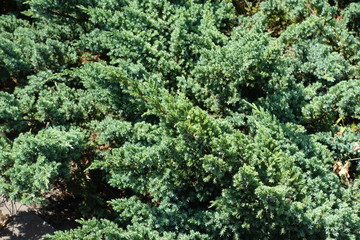 Lush blue green foliage of Juniperus squamata