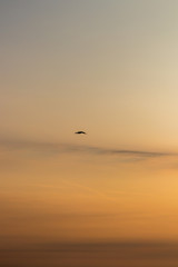 Möve im Abendhimmel