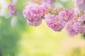 Crédence de cuisine en verre imprimé Fleur de cerisier Lush  sakura  blossoms in the spring.   