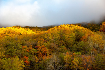 beautiful autumn background with fog in the morning at the  park ,natural landscape