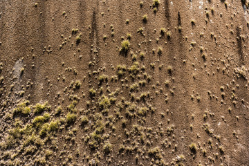 Texture of a wall with plants added on it