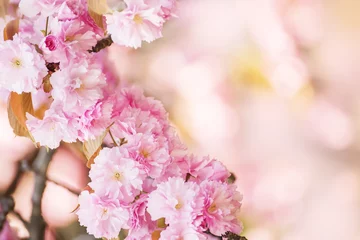 Fotobehang Kersenbloesem Lush  sakura  blossoms in the spring.  Postcard. Lots of space.  