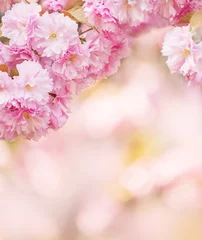 Photo sur Plexiglas Fleur de cerisier Lush  sakura  blossoms in the spring.  Postcard. Lots of space.  