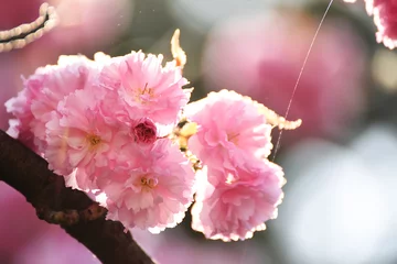 Küchenrückwand glas motiv Kirschblüte Lush sakura blossoms in the spring.  Soft selective focus.  