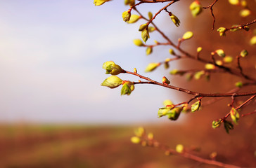 beautiful natural background with Bush branches with the first small green buds