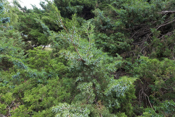 Foliage of old savin juniper with lots of berries