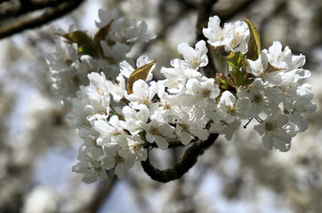 Cherry blossom in the Swiss alpine village of Berschis